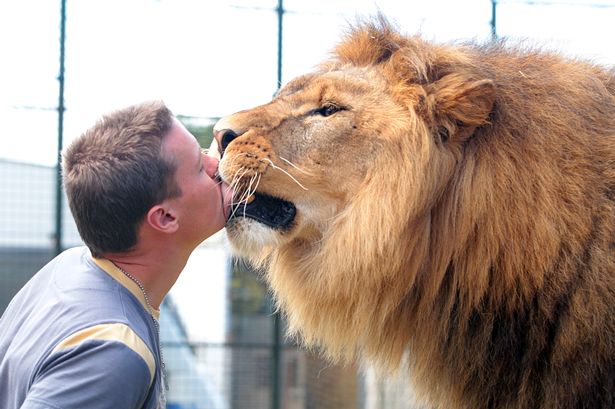 tsavo lion kissing